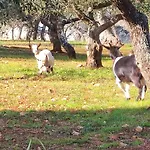 Trullo Nonna Rosa Antonelli