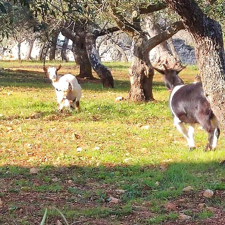 Trullo Nonna Rosa Antonelli