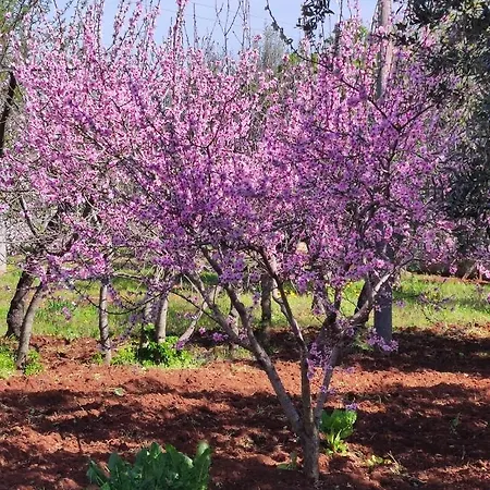 Trullo Nonna Rosa