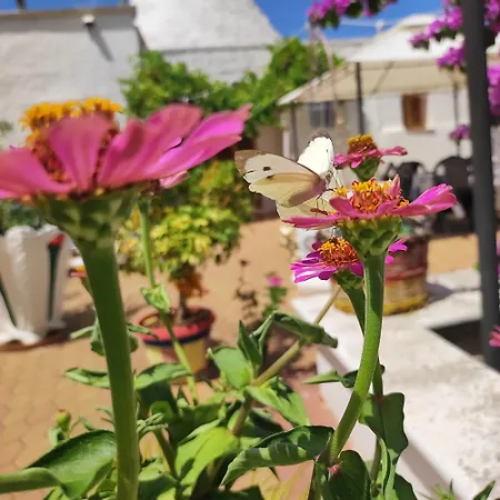 公寓 Trullo Nonna Rosa *